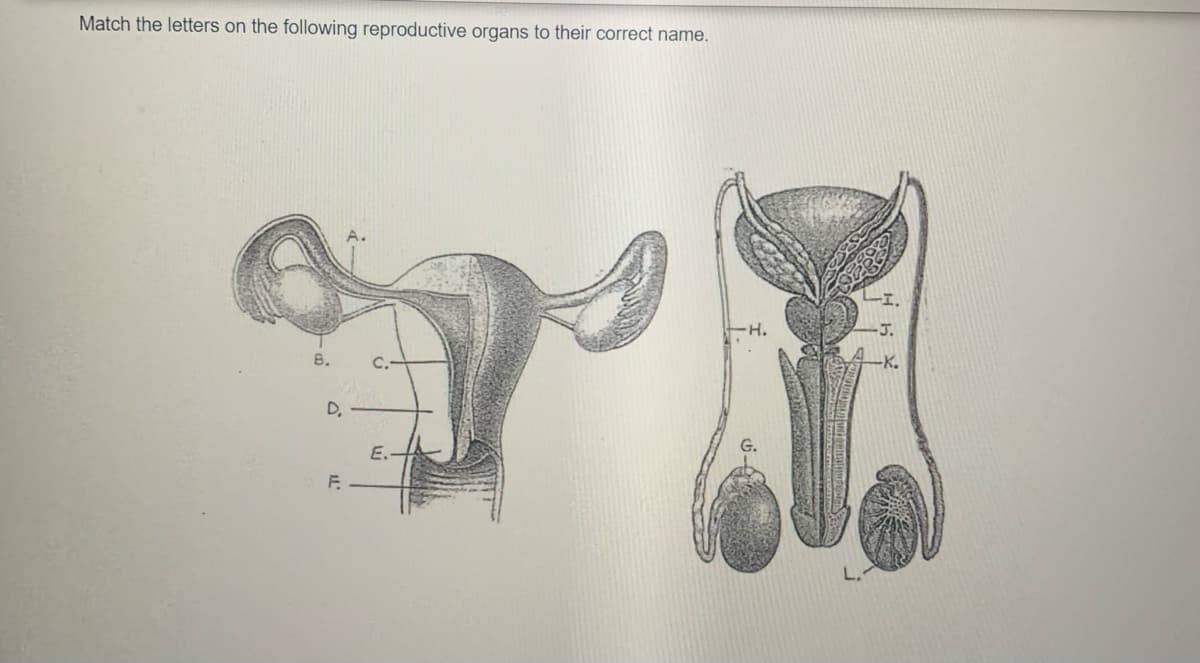 Match the letters on the following reproductive organs to their correct name.
H.
8.
C.
D,
E.
F.
