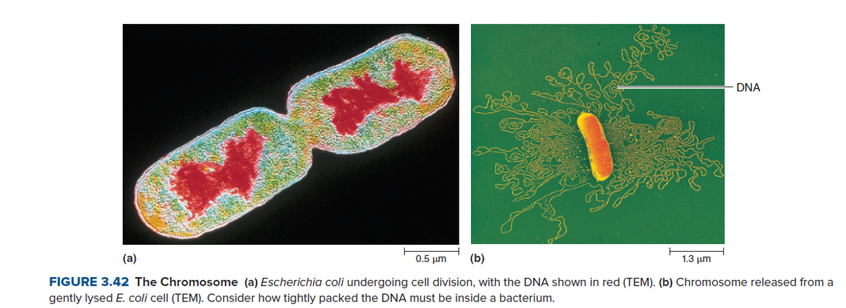 DNA
(a)
0.5 μη
(b)
1.3 µm
FIGURE 3.42 The Chromosome (a) Escherichia coli undergoing cell division, with the DNA shown in red (TEM). (b) Chromosome released from a
gently lysed E. coli cell (TEM). Consider how tightly packed the DNA must be inside a bacterium.

