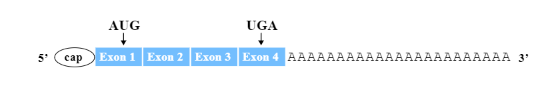 AUG
UGA
5'
саp
Exon 1 Exon 2 Exon 3 Exon 4 AAAAAAAAAAAAAAAAAAAAAAA 3'
in
