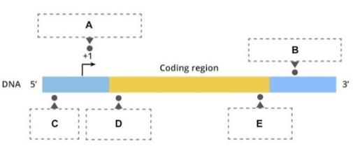A
в
Coding region
DNA 5'
D
E
