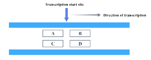 Transcription start site
Direction of transeription
B
D
