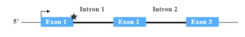 Intron 1
Intron 2
Еxon 1
Exon 2
Exon 3
in
