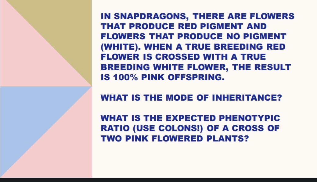 IN SNAPDRAGONS, THERE ARE FLOWERS
THAT PRODUCE RED PIGMENT AND
FLOWERS THAT PRODUCE NO PIGMENT
(WHITE). WHEN A TRUE BREEDING RED
FLOWER IS CROSSED WITH A TRUE
BREEDING WHITE FLOWER, THE RESULT
IS 100% PINK OFFSPRING.
WHAT IS THE MODE OF INHERITANCE?
WHAT IS THE EXPECTED PHENOTYPIC
RATIO (USE COLONS!) OF A CROSS OF
TWO PINK FLOWERED PLANTS?