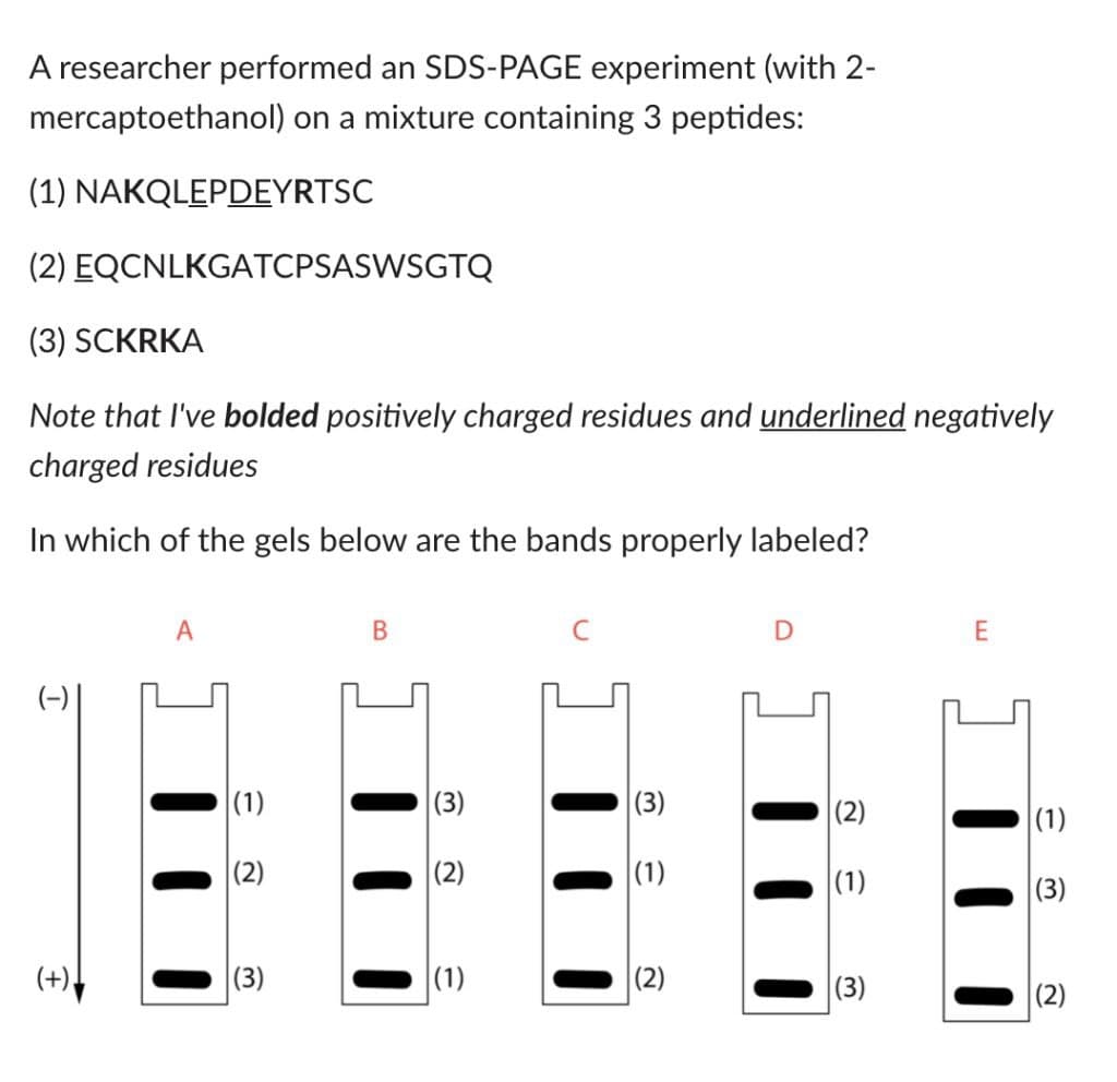 A researcher performed an SDS-PAGE experiment (with 2-
mercaptoethanol) on a mixture containing 3 peptides:
(1) NAKQLEPDEYRTSC
(2) EQCNLKGATCPSASWSGTQ
(3) SCKRKA
Note that I've bolded positively charged residues and underlined negatively
charged residues
In which of the gels below are the bands properly labeled?
A
|(1)
(3)
|(3)
|(2)
|(1)
|(2)
|(2)
|(1)
|(1)
|(3)
(+)
(3)
|(1)
(2)
|(3)
|(2)
