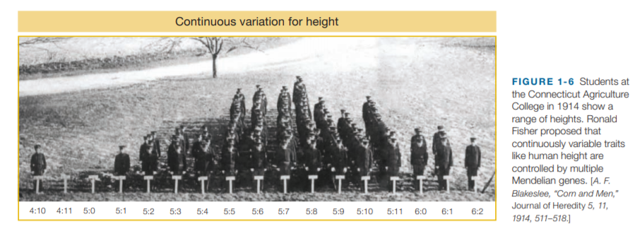 Continuous variation for height
FIGURE 1-6 Students at
the Connecticut Agriculture
College in 1914 show a
range of heights. Ronald
Fisher proposed that
continuously variable traits
like human height are
controlled by multiple
Mendelian genes. [A. F.
Blakeslee, "Corn and Men,"
Journal of Heredity 5, 11,
4:10
4:11
5:0
5:1
5:2
5:3
5:4
5:5
5:6
5:7
5:8
5:9
5:10
5:11
6:0
6:1
6:2
1914, 511-518.]
