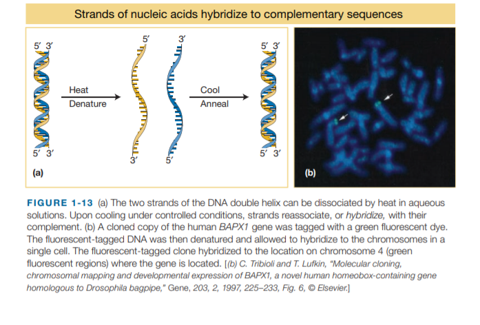 Strands of nucleic acids hybridize to complementary sequences
3
5' 3
5 3
Cool
Anneal
Heat
Denature
5' 3'
5 3
(a)
(b)
FIGURE 1-13 (a) The two strands of the DNA double helix can be dissociated by heat in aqueous
solutions. Upon cooling under controlled conditions, strands reassociate, or hybridize, with their
complement. (b) A cloned copy of the human BAPX1 gene was tagged with a green fluorescent dye.
The fluorescent-tagged DNA was then denatured and allowed to hybridize to the chromosomes in a
single cell. The fluorescent-tagged clone hybridized to the location on chromosome 4 (green
fluorescent regions) where the gene is located. [(b) C. Tribioli and T. Lufkin, "Molecular cloning,
chromosomal mapping and developmental expression of BAPX1, a novel human homeobox-containing gene
homologous to Drosophila bagpipe," Gene, 203, 2, 1997, 225–-233, Fig. 6, © Elsevier.]
