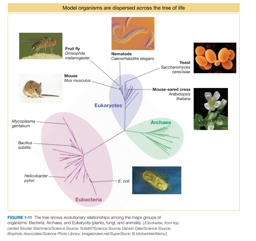 Model organisms are dispersed across the tree of life
Fruit fly
Drosophila
melanogaster
Nematode
Caenorhabditis elegans
Yeast
Saccharomyces
cerevisiae
Mouse
Mus musculus
Mouse-eared cress
Arabidopsis
thaliana
Eukaryotes
Mycoplasma
gentalium
Archaea
Bacillus
subtilis
Helicobacter-
pylori
-E. coli
Eubacteria
FIGURE 1-11 The tree shows evolutionary relationships among the major groups of
organisms: Bacteria, Archaea, and Eukaryota (plants, fungi, and animals). [(Clockwise, from top,
center) Sinclair Stammers/Science Source; SCIMAT/Science Source; Darwin Dale/Science Source;
Biophoto Associates/Science Photo Library; Imagebroker.net/SuperStock; © blickwinkel/Alamy.]
