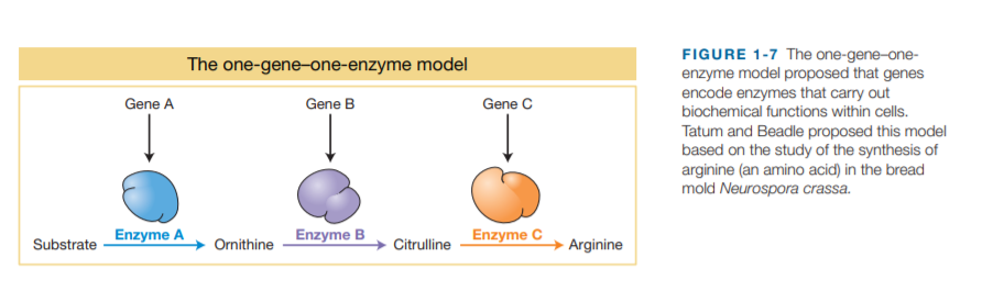 FIGURE 1-7 The one-gene-one-
enzyme model proposed that genes
encode enzymes that carry out
biochemical functions within cells.
The one-gene-one-enzyme model
Gene A
Gene B
Gene C
Tatum and Beadle proposed this model
based on the study of the synthesis of
arginine (an amino acid) in the bread
mold Neurospora crassa.
Enzyme A
Enzyme B
Enzyme C
Substrate
Ornithine
Citrulline
Arginine

