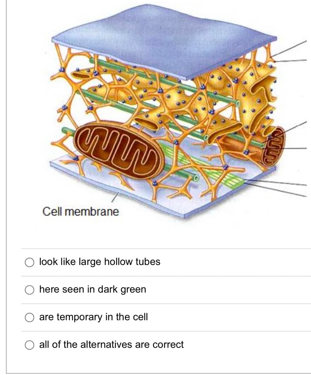 Cell membrane
O look like large hollow tubes
here seen in dark green
are temporary in the cell
O all of the alternatives are correct

