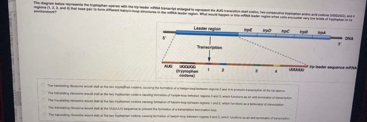 The dlagram below represents the tryptophan operon with the trp leader MRNA transcript enlarged to represent the AUG transiation start codon, two consecutive tryptophan amino acld codons (UGGUGG), and 4
regions (1, 2, 3, and 4) that base pair to form different hairpin-loop structures in the MRNA leader region. What would happen in this MRNA leader region when cells encounter very low levels of tryptophan in Its
environment?
Leader region
trpE
trpD
trpC
trpB
trpA
DNA
5'
3'
Transcription
trp leader sequence mRNA
UGGUGG
(tryptophan
codons)
AUG
UUUUUU
1
3
4.
The translating ribosome would stall at the two tryptophan codons, causing the formation of a hairpin-loop botween regions 3 and 4 to promote transcription of the trp operon.
The translating ribosome would stall at the two tryptophan codons causing formation of hairpin-loop between regions 2 and 3, which functions as an anti-lerminator of transcription
The translating ribosome would stall at the two tryptophan codons causing formation of hairpin-loop between rogions 1 and 2, which functions as a torminator of transcription.
The translating ribosome would stall at the UUUUUU sequence to prevent the formation of a transcription tormination kloop.
O The translating tibosomo wouid stall at the two tryptophan codons causing formation of hairpin-loop between regions 2 and 3, which functions as an anti-torminator of transcription.
