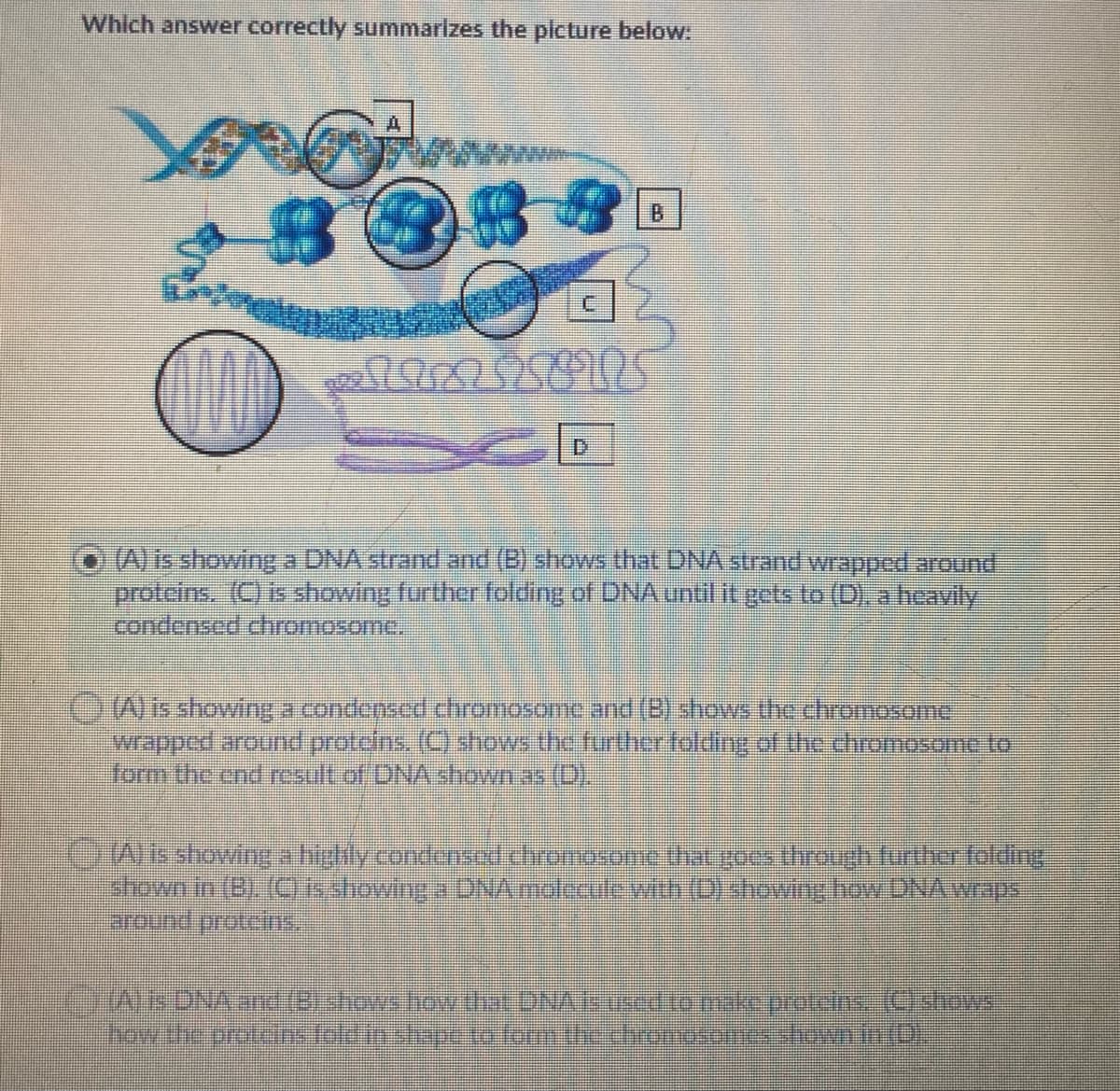 Which answer correctly summarizes the plcture below:
A.
8989回
B.
(A) is showing a DNA strand and (B) shows that DNA strand wrapped around
proteins. (O is showing further folding of DNA untilit gets to (D) aheavily
condensed chromosome,
CWisshowing a condensed chromosome and (B) shows the chromosome
wrapped around proteins. (C) hows the furtherflding.of the chromosome to
form the end result of DNAshown as (D).
Mhowing a hlycondensolchromosome that goes through funher folding
shown in (B) (Oshowing a DNAmeecutrwith (D) showinghow DNAwraps
around proteins
JALNONAan(8rshows.ho atbNA omake.proteinsC,shaws
