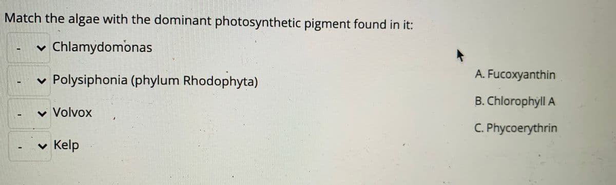 Match the algae with the dominant photosynthetic pigment found in it:
v Chlamydomonas
v Polysiphonia (phylum Rhodophyta)
A. Fucoxyanthin
B. Chlorophyll A
v Volvox
C. Phycoerythrin
v Kelp
