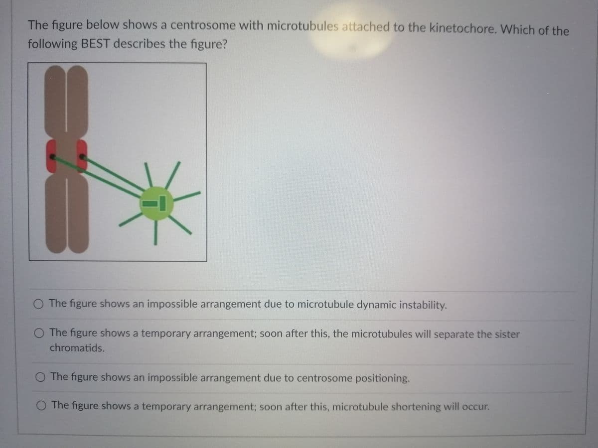 The figure below shows a centrosome with microtubules attached to the kinetochore. Which of the
following BEST describes the figure?
O The figure shows an impossible arrangement due to microtubule dynamic instability.
O The figure shows a temporary arrangement; soon after this, the microtubules will separate the sister
chromatids.
O The figure shows an impossible arrangement due to centrosome positioning.
O The figure shows a temporary arrangement; soon after this, microtubule shortening will occur.
