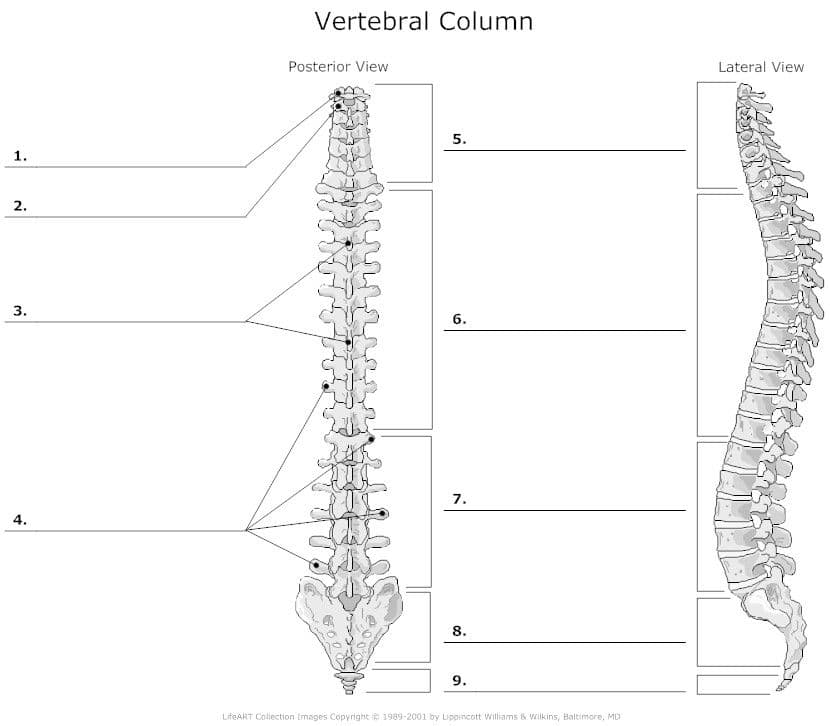 Vertebral Column
Posterior View
Lateral View
5.
1.
2.
6.
7.
4.
8.
9.
3.
