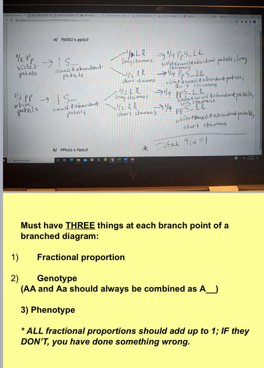 vicketismarlq abrindoni
A CAS -ySU: MorKA Wes Landing MorxO CAN Selecton
196/le/915926module temid201329
*G S +
a) PPSSLI x ppSs/l
/2 Pp.
violet >IS
patals, long
longstamens
patals
simall & aburdout
peta is
1/2el
short stamens
→リ4P?5-ll
violet'a sumali 4 abúráost petals,
z pp 7 i S-
white,
petais
icng stimens
/2 el
shorf stamens
Short stcimens
?4 pps-Le
whitet sit ail åa
chnidantpetals,
small f abundant
poidls
whitetsimai & absidest petals;
short staimens
* Tofal 4i4 =1
b) PPSSLL x PpSsll
Type here to search
Must have THREE things at each branch point of a
branched diagram:
1)
Fractional proportion
2)
Genotype
(AA and Aa should always be combined as A__)
3) Phenotype
* ALL fractional proportions should add up to 1; IF they
DON'T, you have done something wrong.
