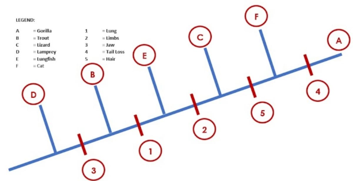 LEGEND:
F
= Gorilla
1
= Lung
B
= Trout
= Lizard
= Lamprey
2
= Limbs
= Jaw
= Tail Loss
A
4
= Lungfish
E
5
= Hair
F
= Cat
B
D
4
5
1
3
