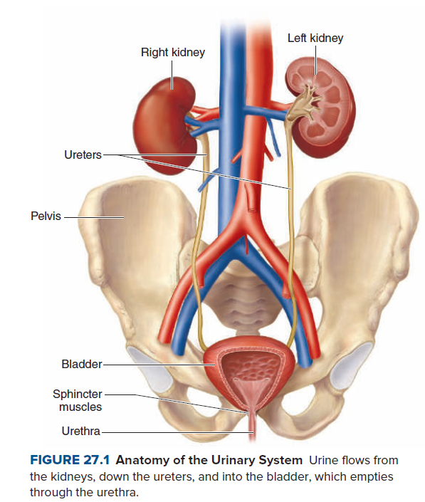 Left kidney
Right kidney
Ureters
Pelvis
Bladder-
Sphincter
muscles
Urethra -
FIGURE 27.1 Anatomy of the Urinary System Urine flows from
the kidneys, down the ureters, and into the bladder, which empties
through the urethra.
