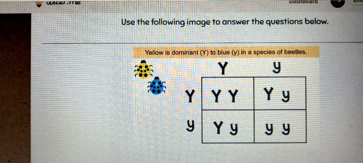 wizer.mi
Use the following image to answer the questions below.
Yellow is dominant (Y) to blue (y) in a species of beetles.
Y
y
Y
Dashboard
y
YYYy
Yy
y y