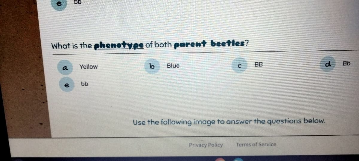 What is the phenotype of both parent beetles?
a
bb
e
Yellow
bb
b
Blue
C
Privacy Policy
BB
Use the following image to answer the questions below.
d
Terms of Service
Bb