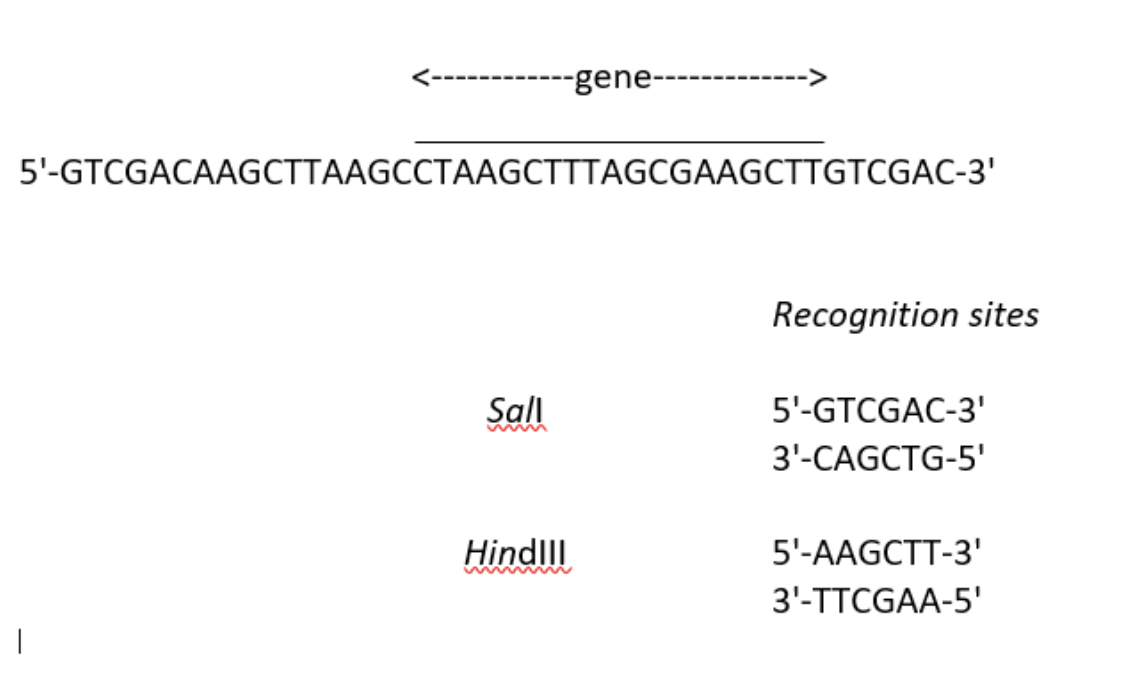 -gene-
5'-GTCGACAAGCTTAAGCCTAAGCTTTAGCGAAGCTTGTCGAC-3'
Recognition sites
Sall
5'-GTCGAC-3'
w w
3'-CAGCTG-5'
Hindlll
5'-AAGCTT-3'
3'-TTCGAA-5'
