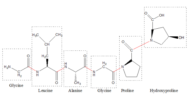H;C
CH
IOH
CH
H2N
N.
H2
CH3
Glycine
Leucine
Alanine
Glycine
Proline
Hydroxyproline
