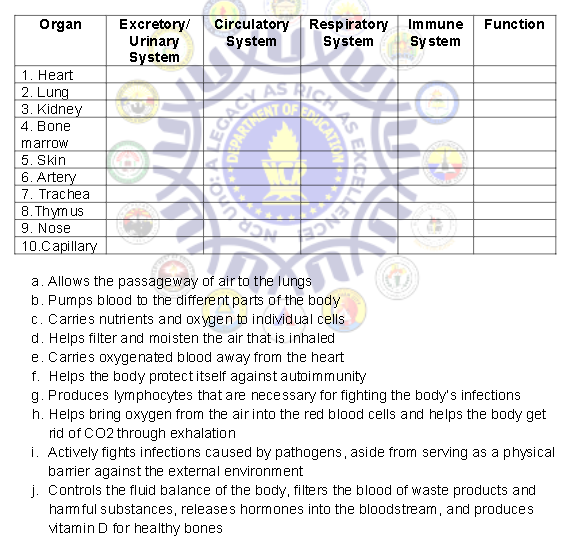 Organ
Excretory/ Circulatory Respiratory Immune Function
System System
System
Urinary
System
75
ASICS
G
1. Heart
2. Lung
3. Kidney
4. Bone
marrow
5. Skin
6. Artery
7. Trachea
8. Thymus
9. Nose
10.Capillary
lungs
C
a.
Allows the passageway of air to the lungs
b. Pumps blood to the different parts of the body
c. Carries nutrients and oxygen to individual cells
d. Helps filter and moisten the air that is inhaled
e. Carries oxygenated blood away from the heart
f. Helps the body protect itself against autoimmunity
g. Produces lymphocytes that are necessary for fighting the body's infections
h. Helps bring oxygen from the air into the red blood cells and helps the body get
rid of CO2 through exhalation
i. Actively fights infections caused by pathogens, aside from serving as a physical
barrier against the external environment
j. Controls the fluid balance of the body, filters the blood of waste products and
harmful substances, releases hormones into the bloodstream, and produces
vitamin D for healthy bones
PARTIEN
OFICATION
dan
EXCEL