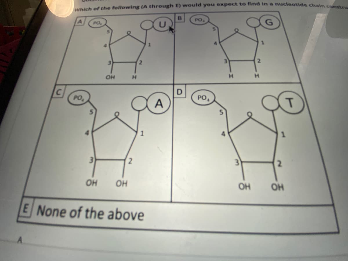 which of the following (A through E) would you expect to find in a nucleotide chain
PO
PO
1.
2.
OH
H.
H.
PO
A
PO,
T.
1
4.
3
3
он
он
OH
OH
None of the above
