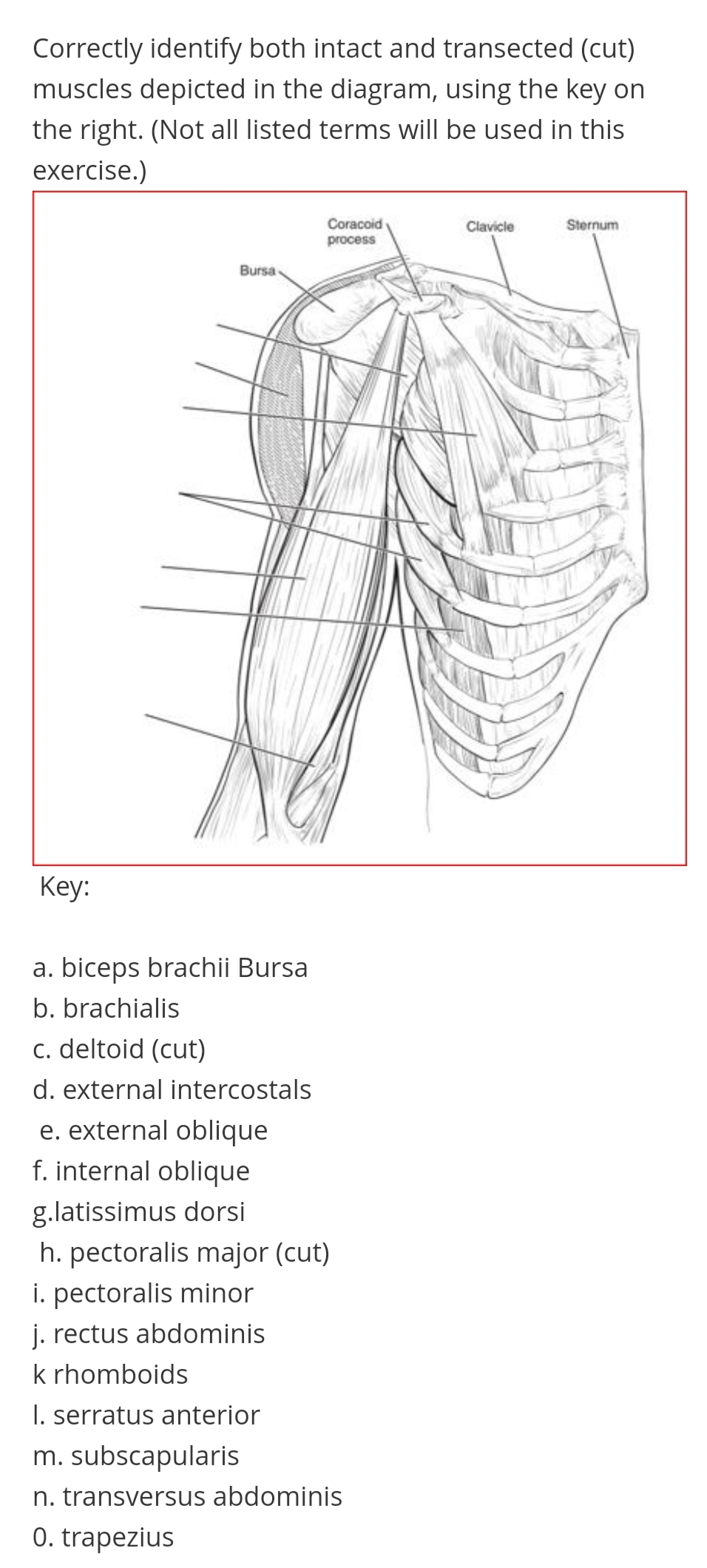 Correctly identify both intact and transected (cut)
muscles depicted in the diagram, using the key on
the right. (Not all listed terms will be used in this
exercise.)
Clavicle
Sternum
Coracoid
process
Bursa
Key:
a. biceps brachii Bursa
b. brachialis
c. deltoid (cut)
d. external intercostals
e. external oblique
f. internal oblique
g.latissimus dorsi
h. pectoralis major (cut)
pectoralis minor
j. rectus abdominis
k rhomboids
1. serratus anterior
m. subscapularis
n. transversus abdominis
0. trapezius