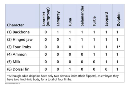 Character
(1) Backbone
1
1
1
1
1
1
(2) Hinged jaw
1
1
1
1
(3) Four limbs
1
1
1*
| (4) Amnion
|(5) Milk
1
1
1
1
(6) Dorsal fin
1
1
*Although adult dolphins have only two obvious limbs (their flippers), as embryos they
have two hind-limb buds, for a total of four limbs.
Lancelet
(outgroup)
- Lamprey
Tuna
- Salamander
- Turtle
Leopard
Dolphin
