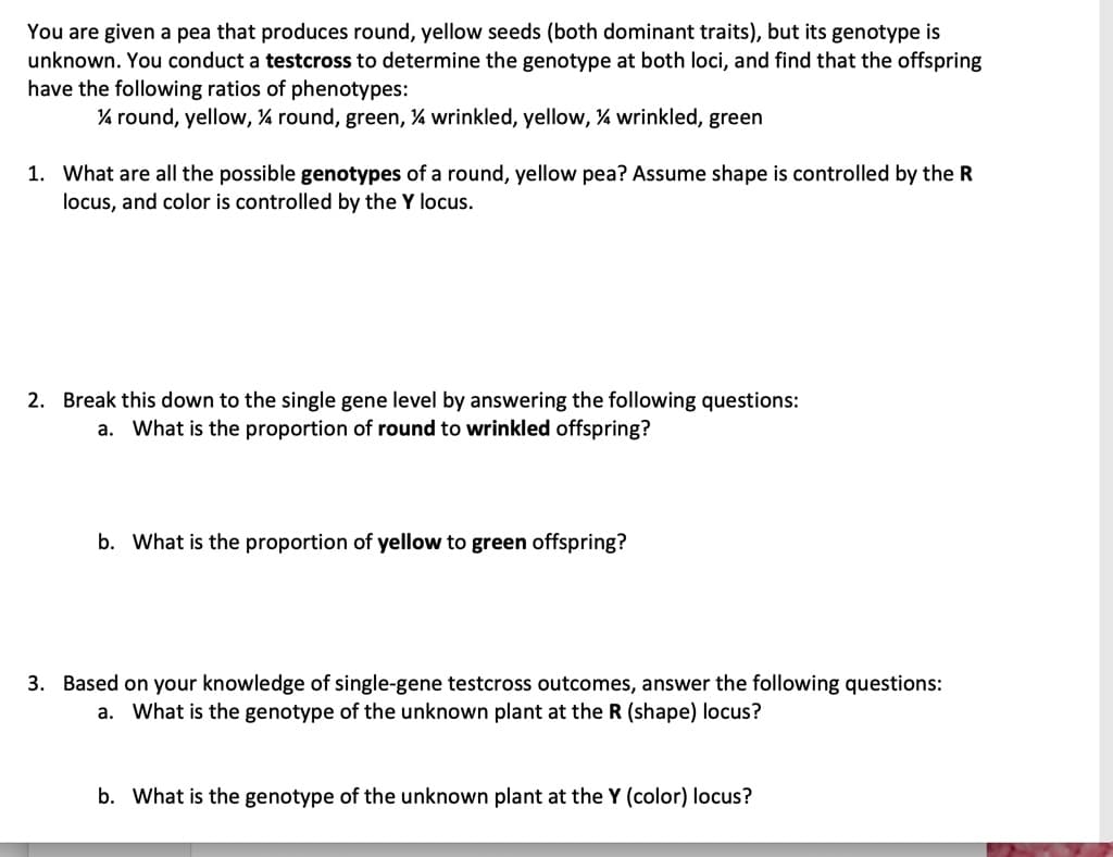 You are given a pea that produces round, yellow seeds (both dominant traits), but its genotype is
unknown. You conduct a testcross to determine the genotype at both loci, and find that the offspring
have the following ratios of phenotypes:
% round, yellow, % round, green, % wrinkled, yellow, 4 wrinkled, green
1. What are all the possible genotypes of a round, yellow pea? Assume shape is controlled by the R
locus, and color is controlled by the Y locus.
2. Break this down to the single gene level by answering the following questions:
a. What is the proportion of round to wrinkled offspring?
b. What is the proportion of yellow to green offspring?
3. Based on your knowledge of single-gene testcross outcomes, answer the following questions:
a. What is the genotype of the unknown plant at the R (shape) locus?
b. What is the genotype of the unknown plant at the Y (color) locus?
