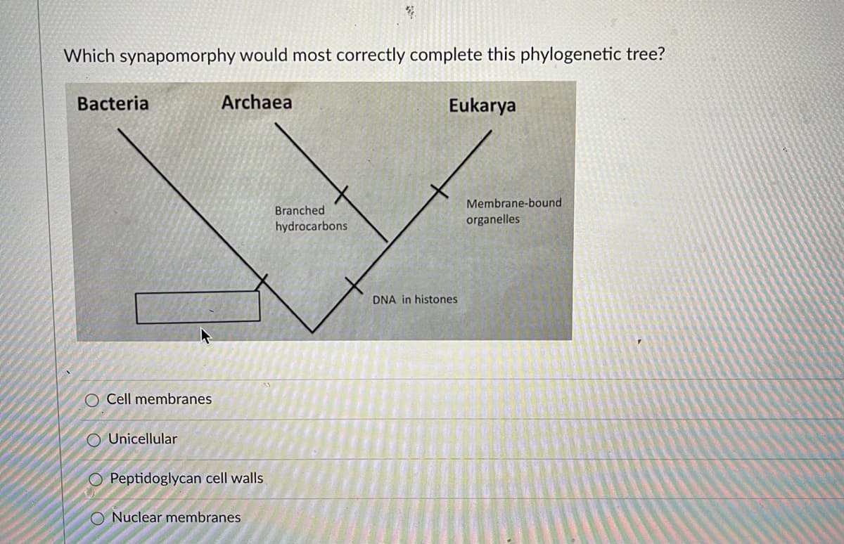 Which synapomorphy would most correctly complete this phylogenetic tree?
Bacteria
Archaea
Eukarya
Membrane-bound
Branched
organelles
hydrocarbons
DNA in histones
O Cell membranes
O Unicellular
O Peptidoglycan cell walls
O Nuclear membranes
