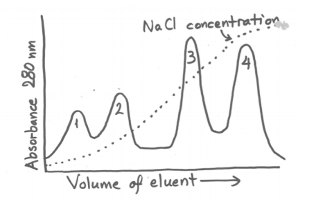 Na Cl concentration
14
12
Volume of eluent →
Absorbance 280 nm
