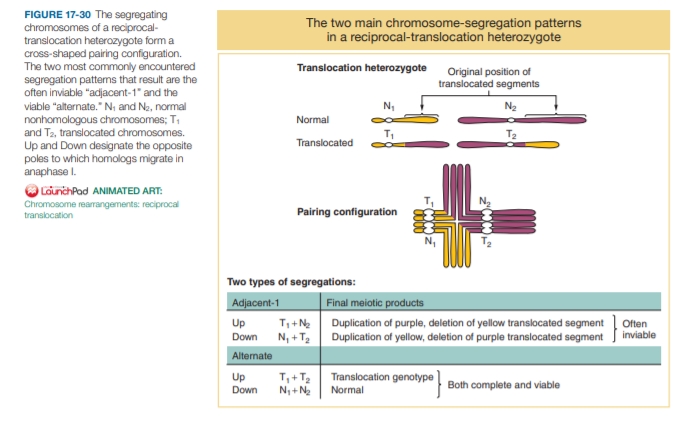 FIGURE 17-30 The segregating
chromosomes of a reciprocal-
translocation heterozygote form a
cross-shaped pairing configuration.
The two most commonly encountered
segregation pattems that result are the
often inviable "adjacent-1" and the
viable "alternate." N, and N2, normal
The two main chromosome-segregation patterns
in a reciprocal-translocation heterozygote
Translocation heterozygote
Original position of
translocated segments
nonhomologous chromosomes; T,
and T2, translocated chromosomes.
Normal
Translocated
Up and Down designate the opposite
poles to which homologs migrate in
anaphase I.
O LounchPad ANIMATED ART:
Chromosome rearangements: reciprocal
transocation
Pairing configuration
N,
Two types of segregations:
Adjacent-1
Final meiotic products
Often
inviable
Up
T, +N2 Duplication of purple, deletion of yellow translocated segment
Duplication of yellow, deletion of purple translocated segment
Down N, + T2
Alternate
Up
Translocation genotype
Down
N+N
Normal
Both complete and viable
