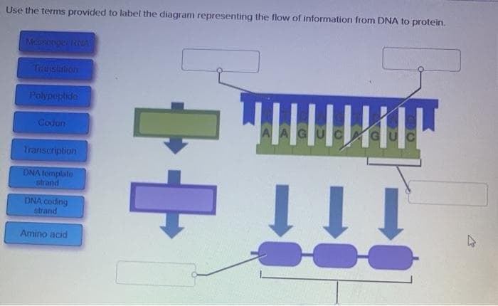 Use the terms provided to label the diagram representing the flow of information from DNA to protein.
Messenger RNA
Translation
Polypeptide
Codon
Transcription
DNA template
strand
DNA coding
strand
Amino acid
++
!!!!
4