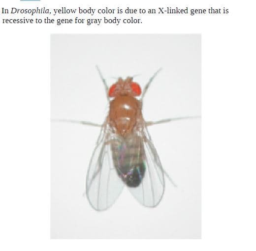 In Drosophila, yellow body color is due to an X-linked gene that is
recessive to the gene for gray body color.
