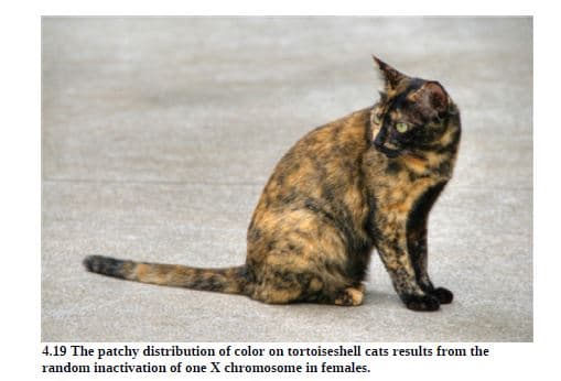 4.19 The patchy distribution of color on tortoiseshell cats results from the
random inactivation of one X chromosome in females.
