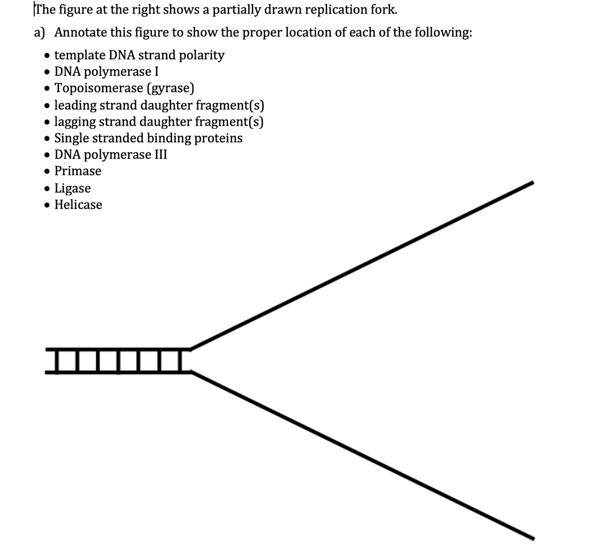 The figure at the right shows a partially drawn replication fork.
a) Annotate this figure to show the proper location of each of the following:
• template DNA strand polarity
• DNA polymerase I
Topoisomerase (gyrase)
• leading strand daughter fragment(s)
lagging strand daughter fragment(s)
Single stranded binding proteins
• DNA polymerase III
• Primase
• Ligase
• Helicase
