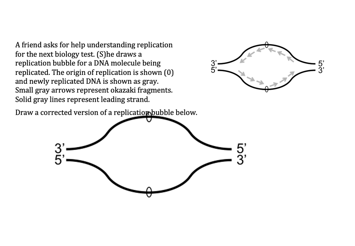 A friend asks for help understanding replication
for the next biology test. (S)he draws a
replication bubble for a DNA molecule being
replicated. The origin of replication is shown (0)
and newly replicated DNA is shown as gray.
Small gray arrows represent okazaki fragments.
Solid gray lines represent leading strand.
Draw a corrected version of a replicatiombubble below.
3'
5'
5'
Min
min
