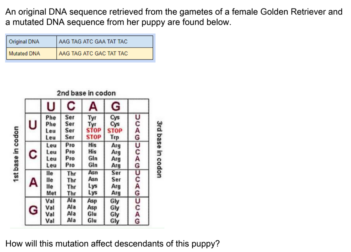 An original DNA sequence retrieved from the gametes of a female Golden Retriever and
a mutated DNA sequence from her puppy are found below.
Original DNA
AAG TAG ATC GAA TAT TAC
Mutated DNA
AAG TAG ATC GAC TAT TAC
2nd base in codon
UCAG
Cys
Cys
STOP STOP
Trp
Arg
Arg
Arg
Arg
Ser
Phe
U Phe
Leu
Leu
Ser
Ser
Ser
Ser
Tyr
Tyr
STOP
Leu
C Leu
Leu
Pro
Pro
Pro
Pro
His
His
Gln
Gln
Leu
Asn
Asn
lle
Thr
Thr
Thr
Thr
Ala
Ala
Ala
Ala
A le
lle
Ser
Lys
Lys
Asp
Asp
Glu
Glu
Arg
Arg
Met
Val
Val
Val
Val
Gly
Gly
Gly
Gly
G
How will this mutation affect descendants of this puppy?
3rd base in codon
UCAGUCAGUCAGUCAG
1st base in codon
