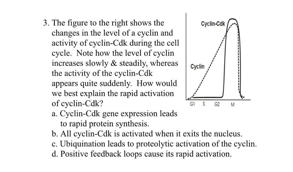 3. The figure to the right shows the
changes in the level of a cyclin and
activity of cyclin-Cdk during the cell
cycle. Note how the level of cyclin
increases slowly & steadily, whereas
the activity of the cyclin-Cdk
appears quite suddenly. How would
we best explain the rapid activation
of cyclin-Cdk?
a. Cyclin-Cdk gene expression leads
to rapid protein synthesis.
b. All cyclin-Cdk is activated when it exits the nucleus.
c. Ubiquination leads to proteolytic activation of the cyclin.
d. Positive feedback loops cause its rapid activation.
Cyclin-Cdk
Cyclin
G1
S
G2
M
