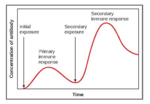 Concentration of antibody
Initial
exposure
Primary
immune
response
Secondary
exposure
Time
Secondary
immune response