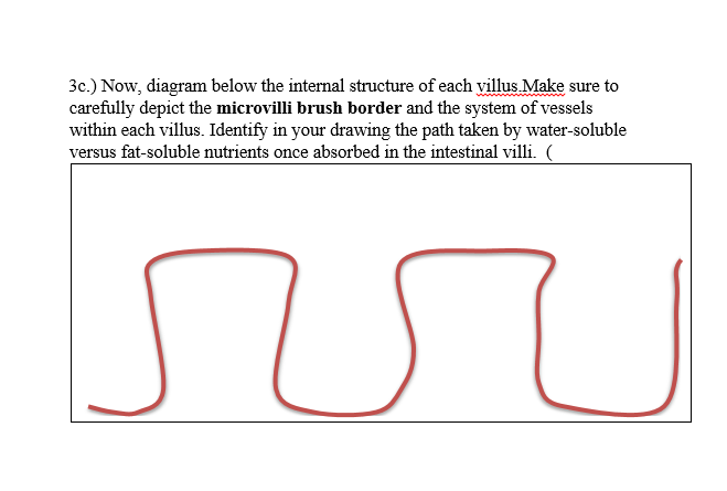 3c.) Now, diagram below the internal structure of each villus Make sure to
carefully depict the microvilli brush border and the system of vessels
within each villus. Identify in your drawing the path taken by water-soluble
versus fat-soluble nutrients once absorbed in the intestinal villi. (
