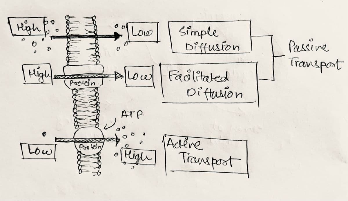 High
Low
Simple
biftusion
Passine
Transpot
2//owFaolitated
Diftusion
Pootein
ATP
Ackeve
tow
Pso tedn
Righ
Transpoot
