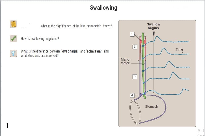 what is the significance of the blue manometric traces?
...
How is swallowing regulated?
What is the difference between "dysphagia" and "achalasia," and
what structures are involved?
