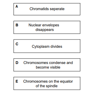 A
B
с
D
E
Chromatids seperate
Nuclear envelopes
disappears
Cytoplasm divides
Chromosomes condense and
become visible
Chromosomes on the equator
of the spindle