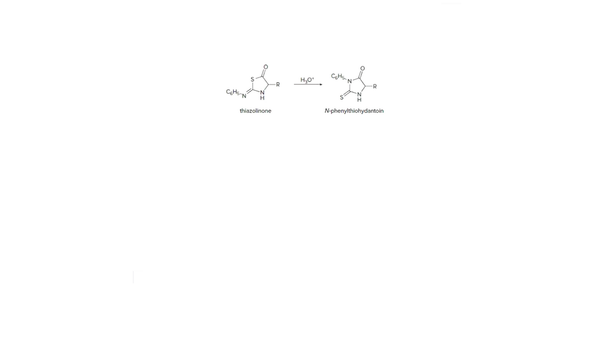 C¢H5.
H,0*
R
-N
thiazolinone
N-phenylthiohydantoin
