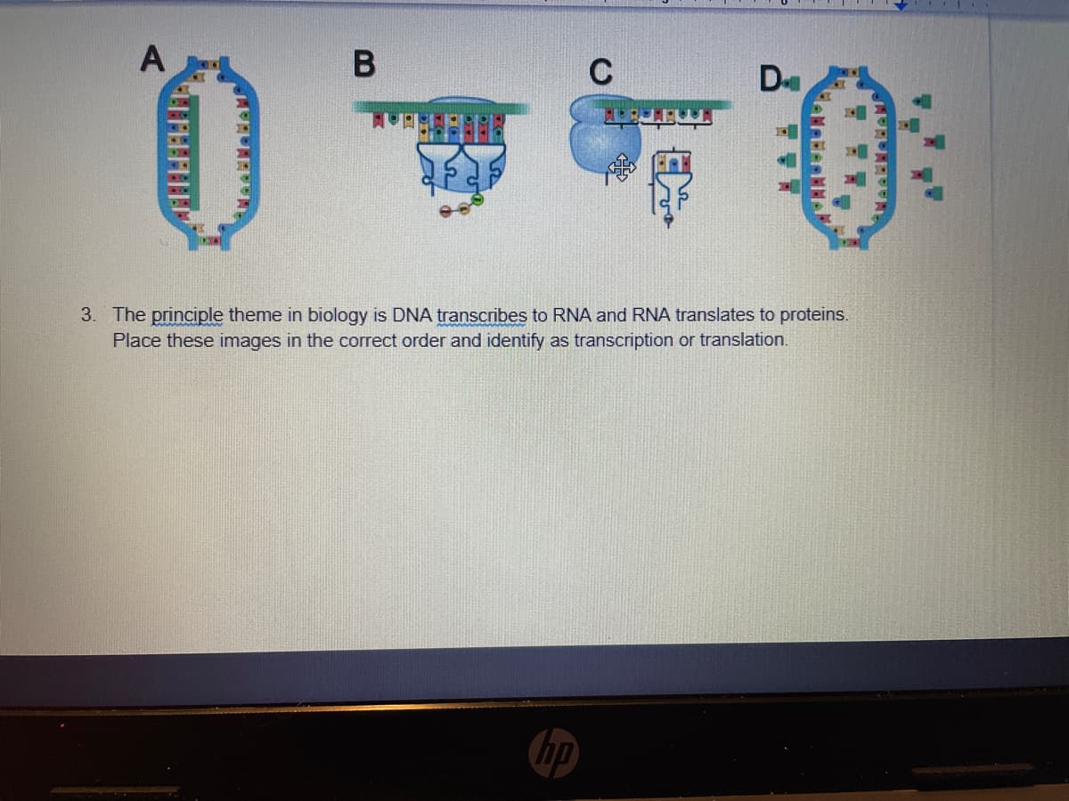 D
3. The principle theme in biology is DNA transcribes to RNA and RNA translates to proteins.
Place these images in the correct order and identify as transcription or translation.
hp
