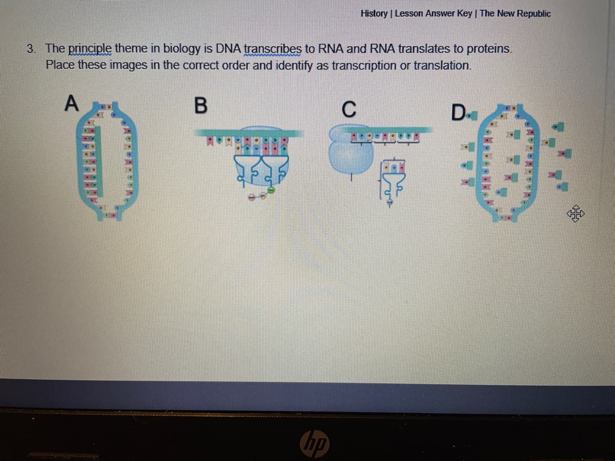 History | Lesson Answer Key | The New Republic
3. The principle theme in biology is DNA transcribes to RNA and RNA translates to proteins.
Place these images in the correct order and identify as transcription or translation.
A
C
D
hp
