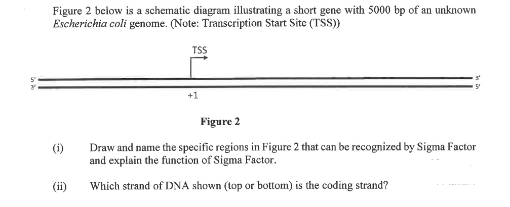 Figure 2 below is a schematic diagram illustrating a short gene with 5000 bp of an unknown
Escherichia coli genome. (Note: Transcription Start Site (TSS))
(1)
(ii)
TSS
+1
3
5²
Figure 2
Draw and name the specific regions in Figure 2 that can be recognized by Sigma Factor
and explain the function of Sigma Factor.
Which strand of DNA shown (top or bottom) is the coding strand?