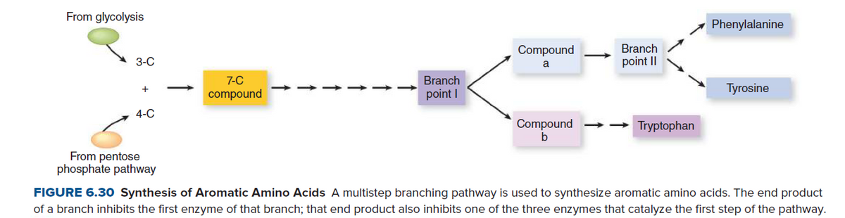 From glycolysis
Phenylalanine
Compound
Branch
3-C
a
point II
7-C
Branch
point I
Tyrosine
compound
4-C
Compound
b
- Tryptophan
From pentose
phosphate pathway
FIGURE 6.30 Synthesis of Aromatic Amino Acids A multistep branching pathway is used to synthesize aromatic amino acids. The end product
of a branch inhibits the first enzyme of that branch; that end product also inhibits one of the three enzymes that catalyze the first step of the pathway.
